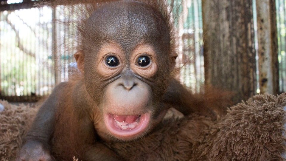 Gatot shouting at the camera