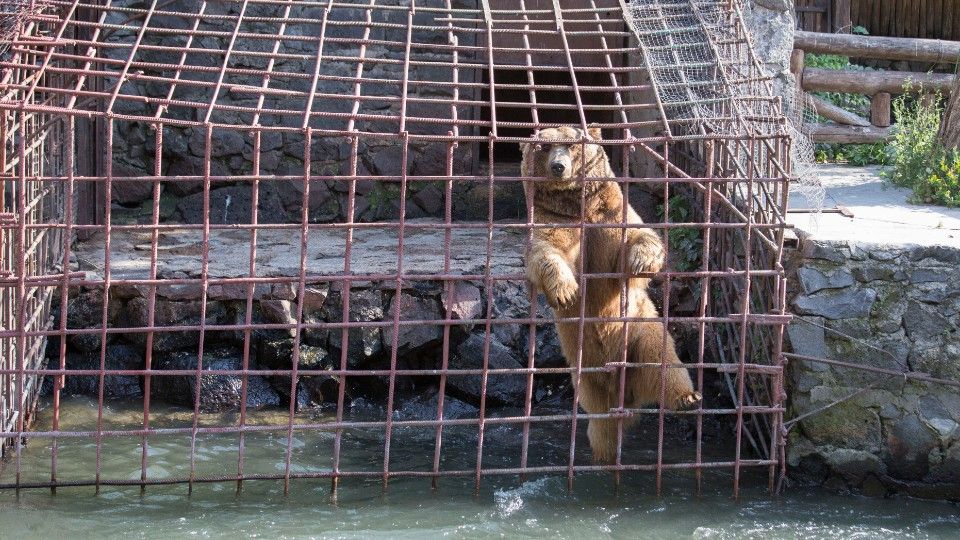 Dasha before she was rescued