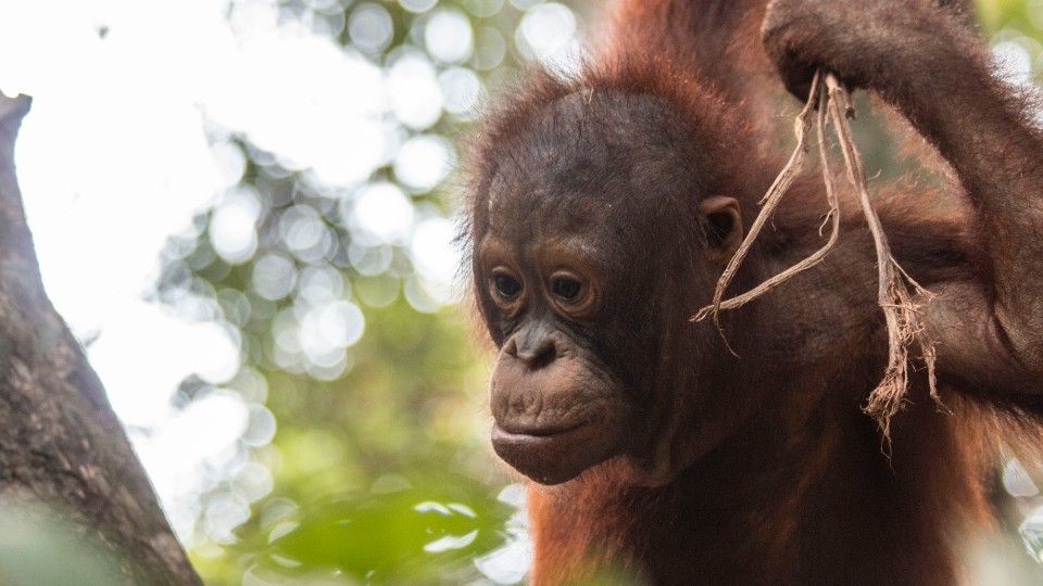 Gito up in the trees