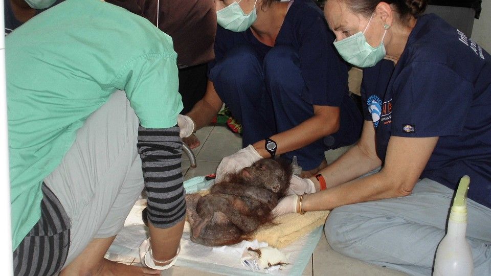 Gito being cared for at rescue