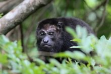 Howler monkey
