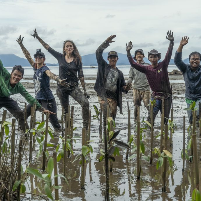 mangrove planting