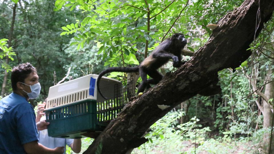 Howler monkey release
