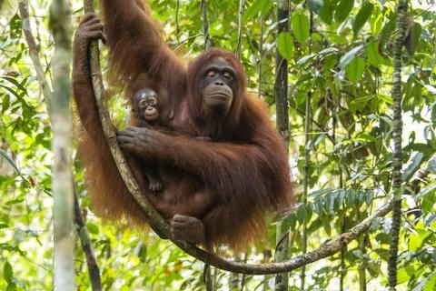 Sheila and her baby in the wild