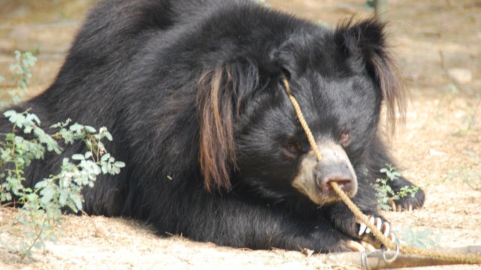 Sloth bear looking sullen on the floor