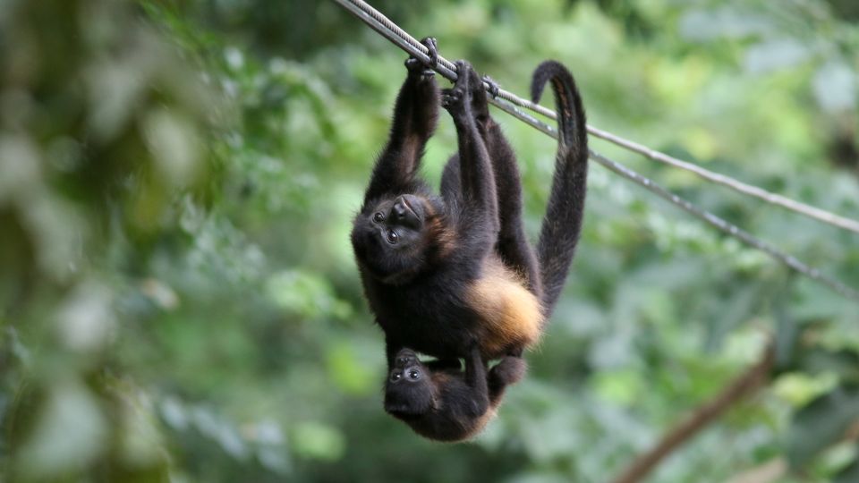 wild monkey on cable