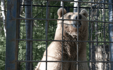 Beau the bear in a cage