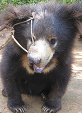 Sloth bear with rope through nose